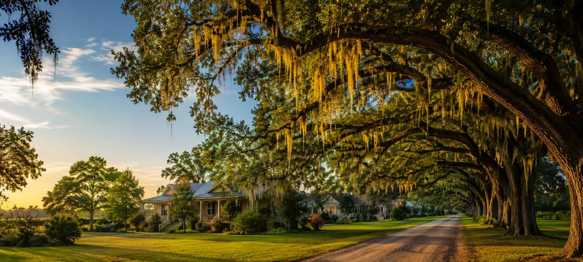 A sunlit avenue of live oaks draped in Spanish moss lining a country road past Louisiana homes.